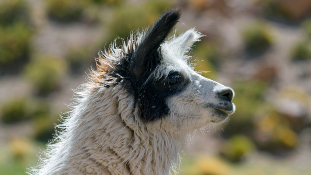 01 - Désert d'Atacama (34).jpg